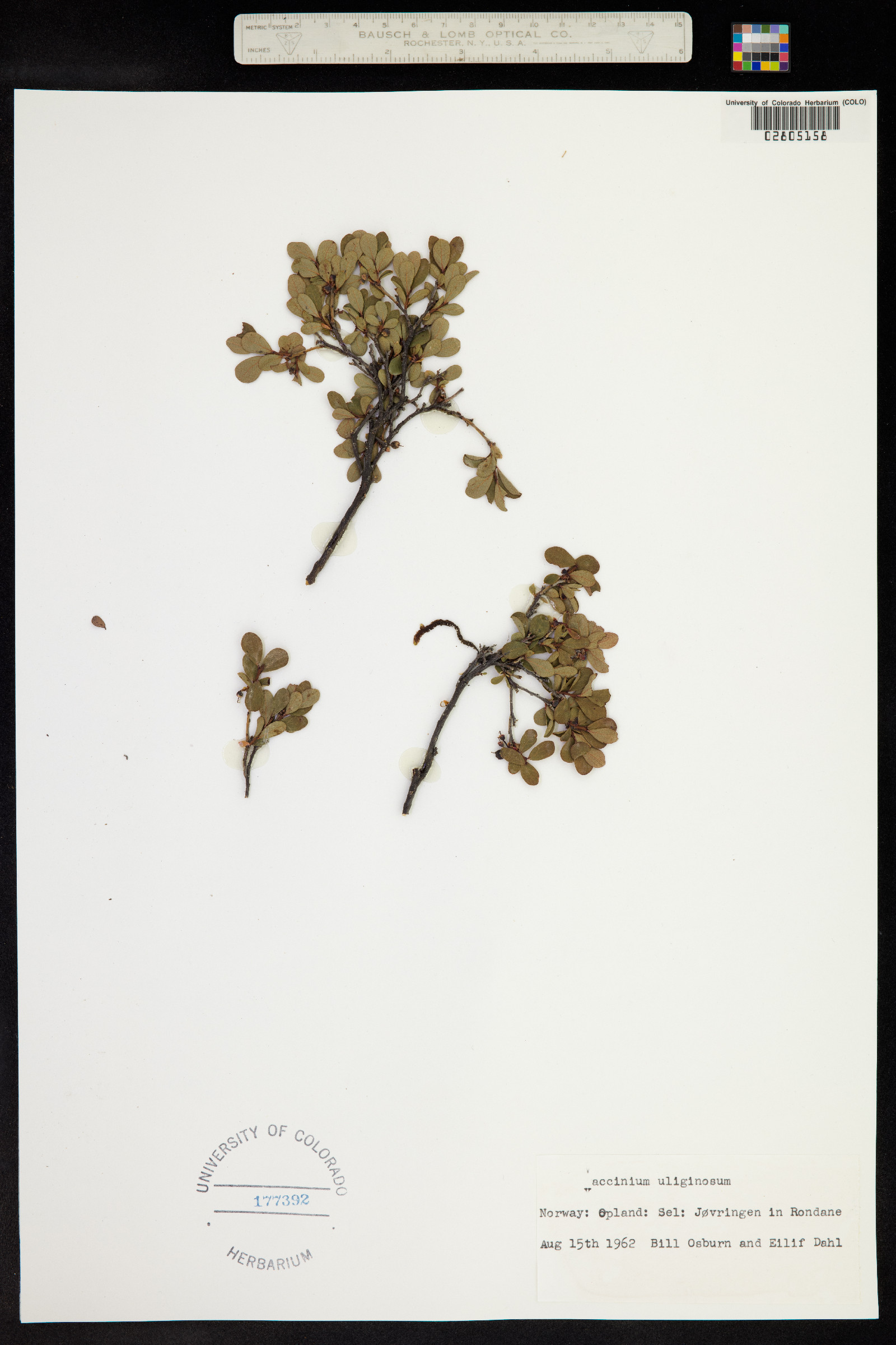 Vaccinium uliginosum image