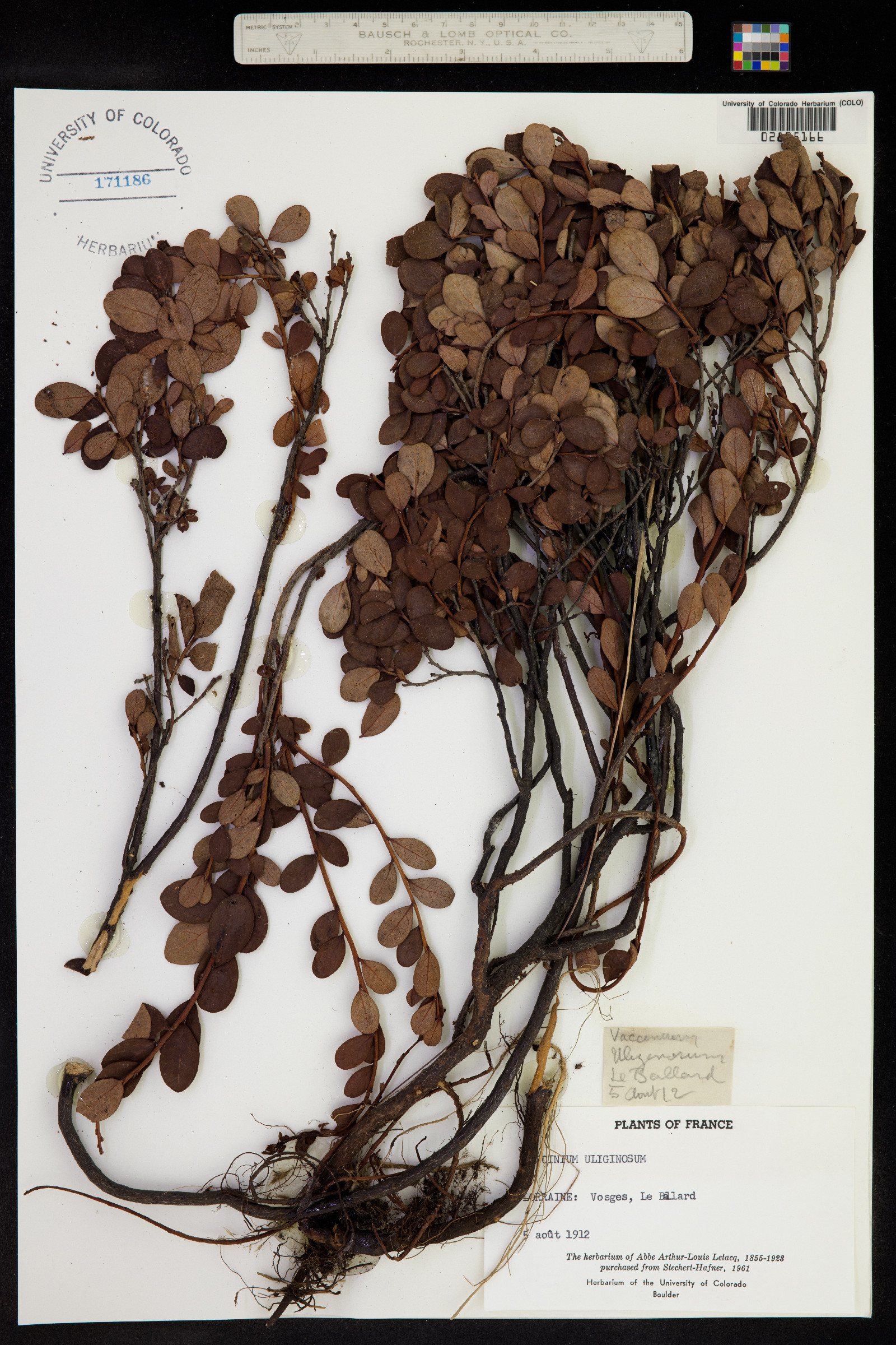 Vaccinium uliginosum image