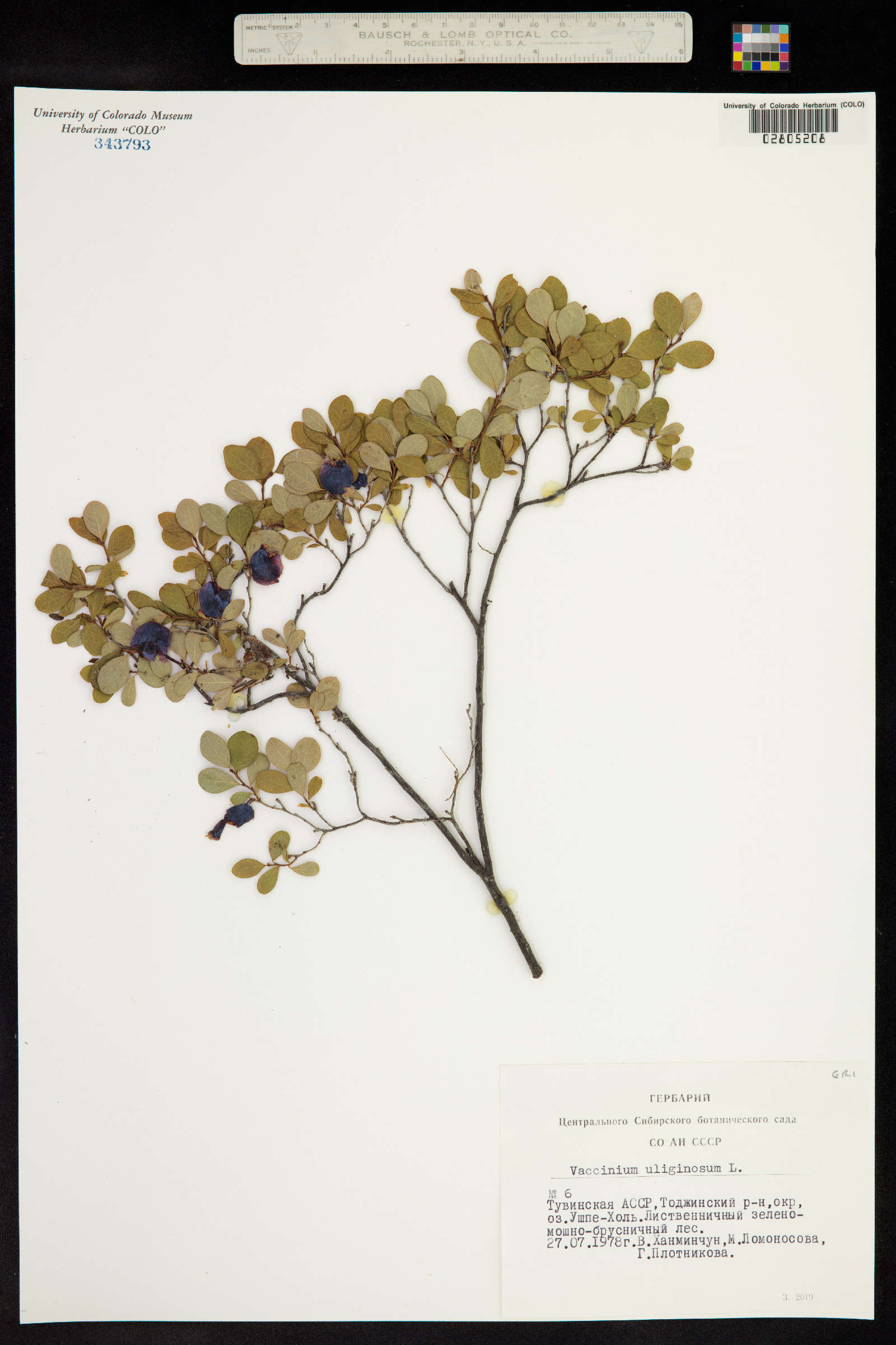 Vaccinium uliginosum image