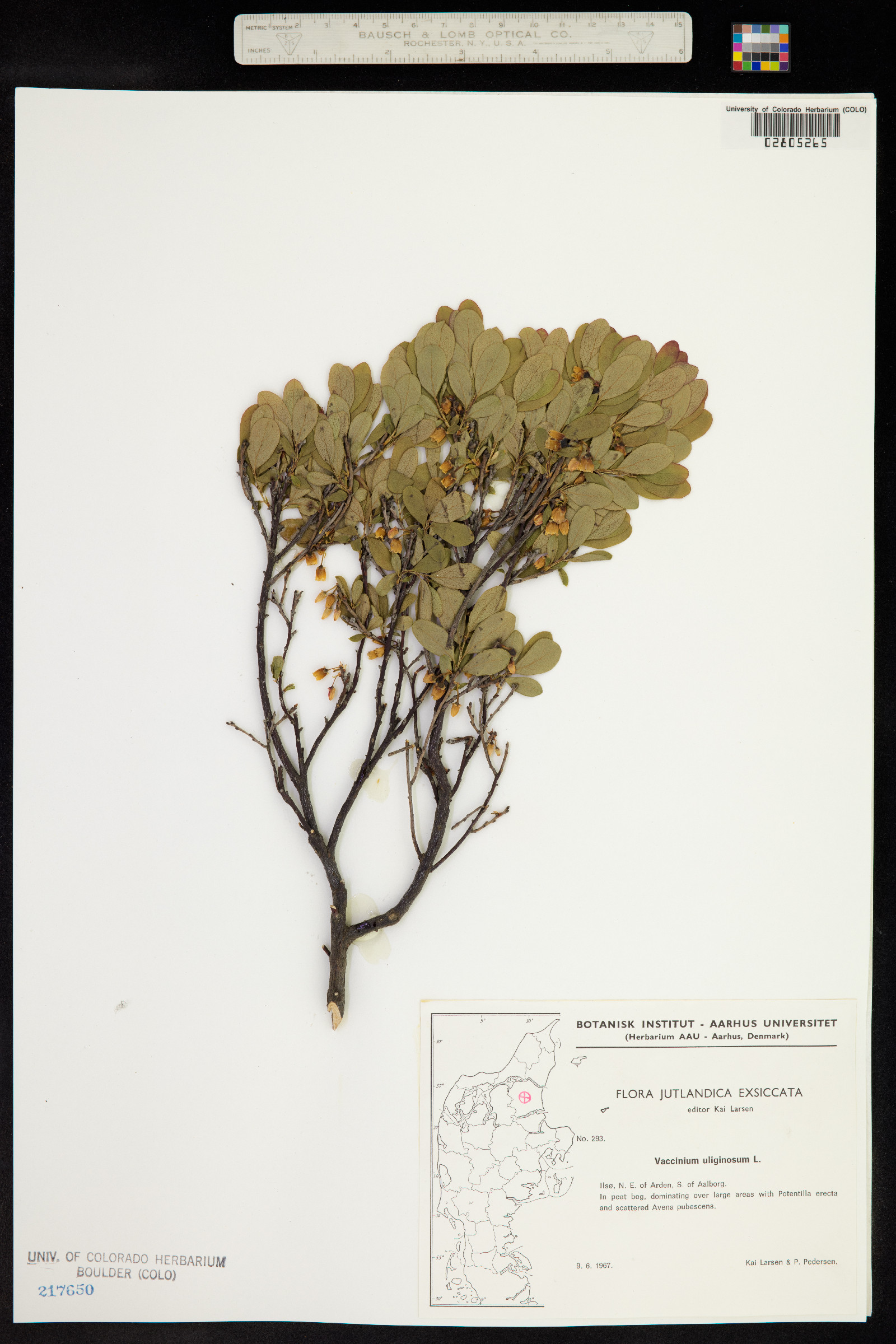 Vaccinium uliginosum image