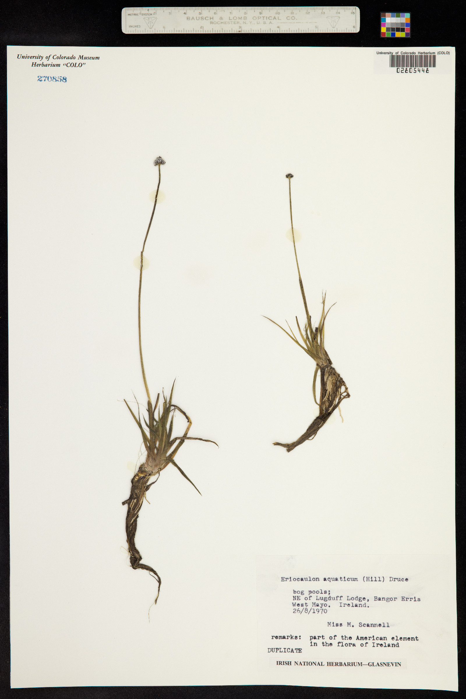 Eriocaulon aquaticum image