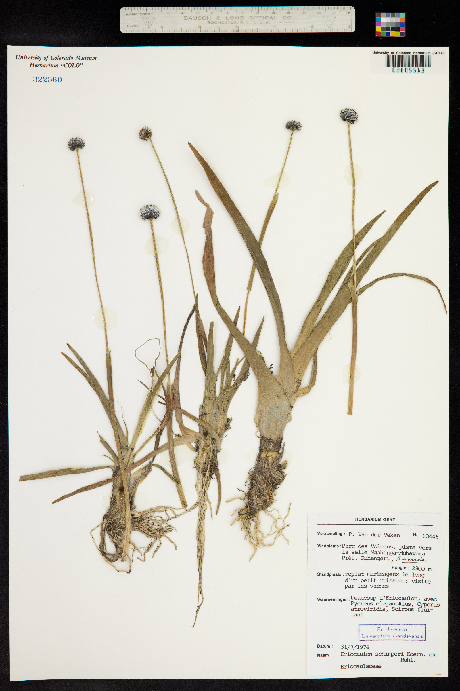 Eriocaulon schimperi image