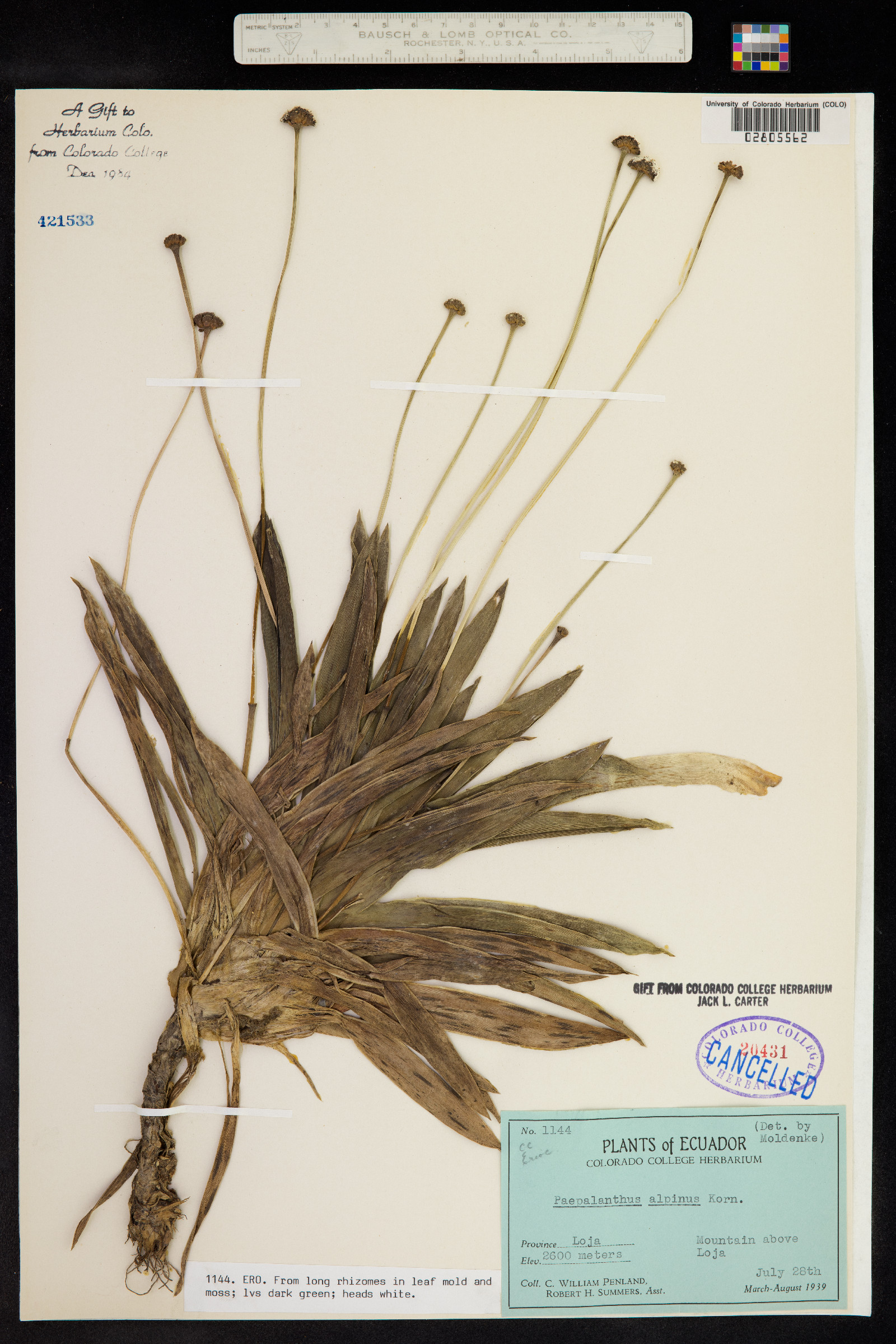 Paepalanthus alpinus image