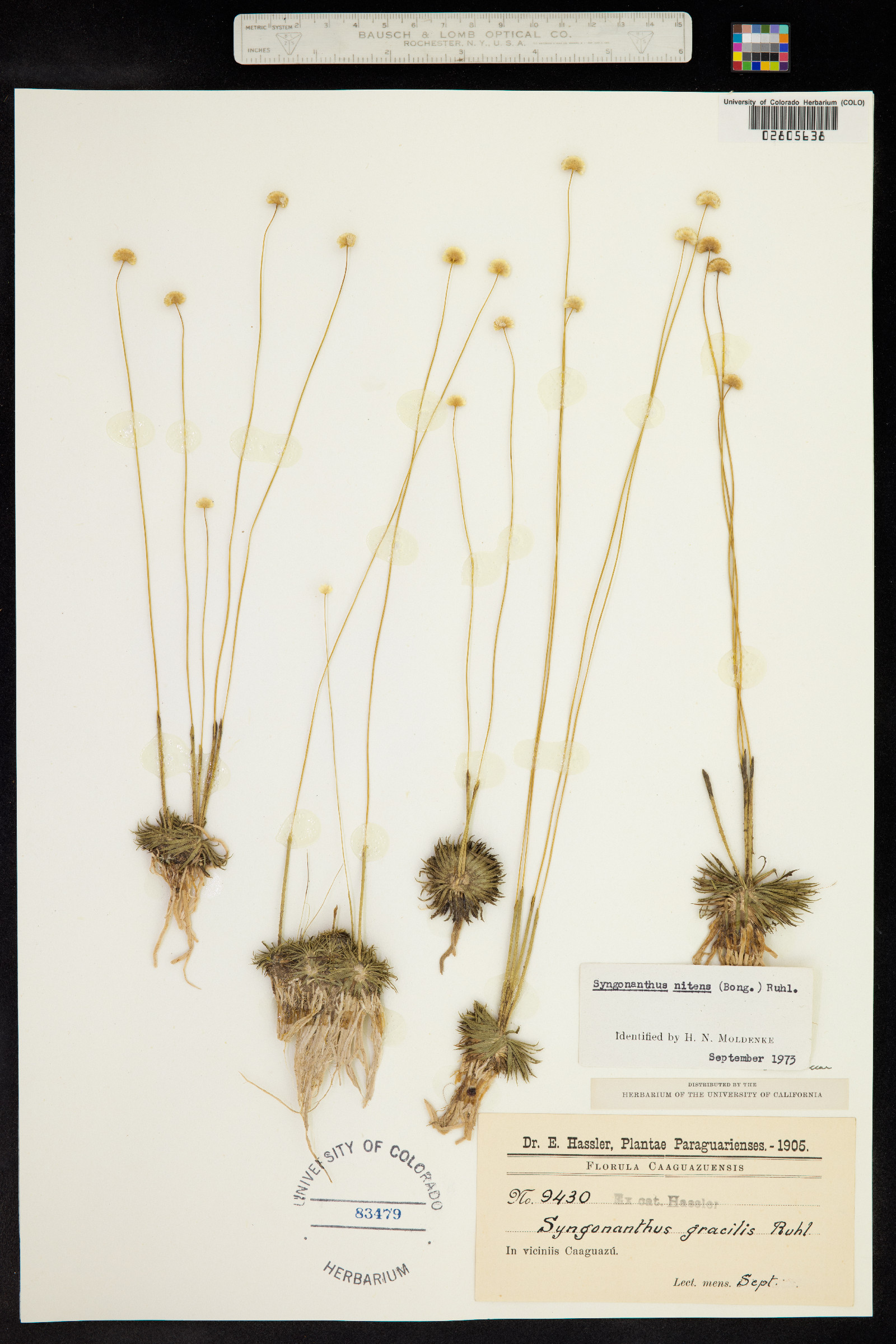 Syngonanthus nitens image