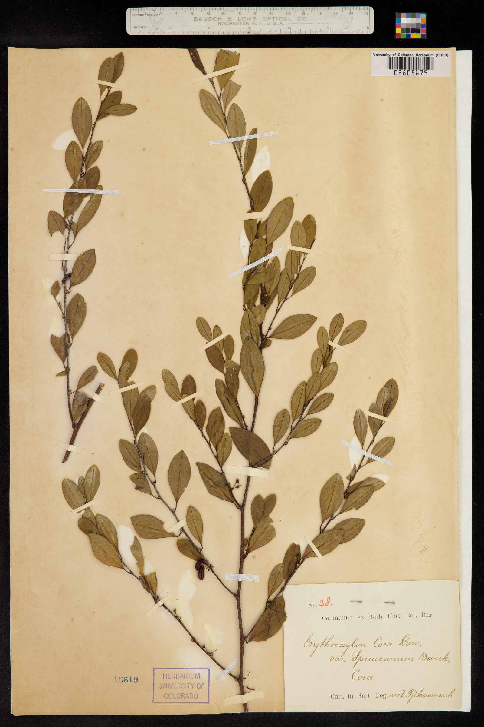 Erythroxylum coca image