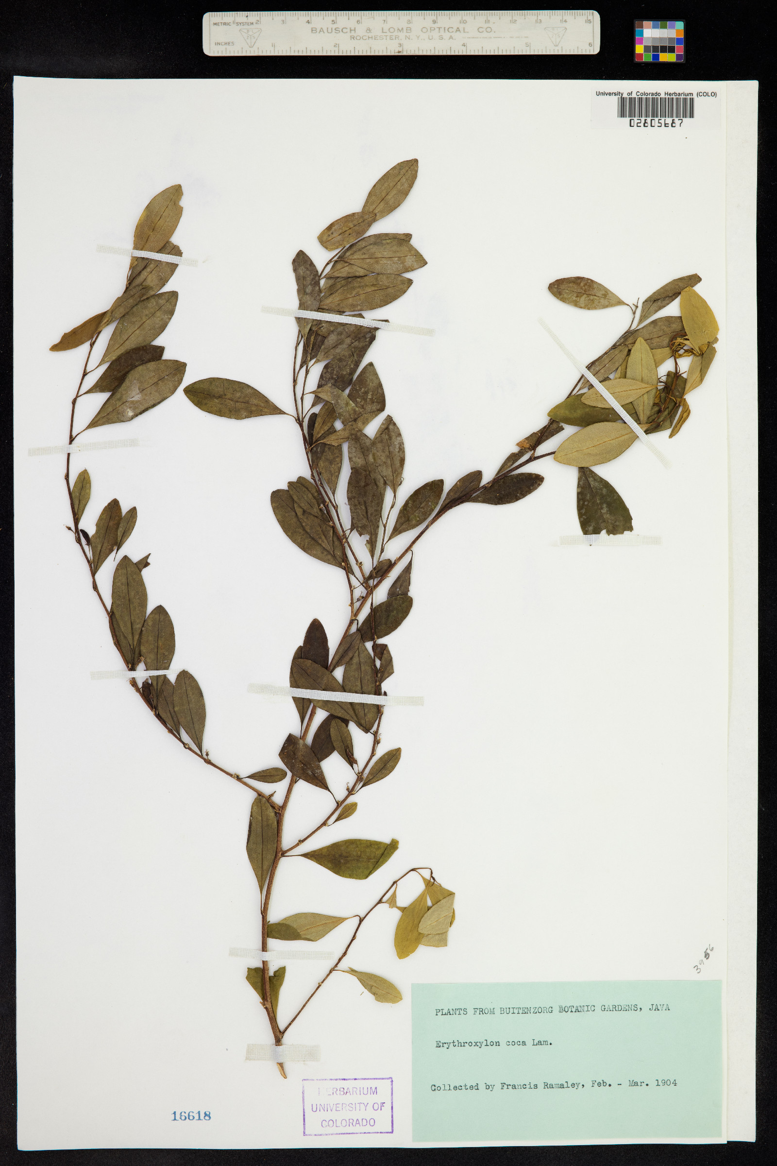 Erythroxylum coca image