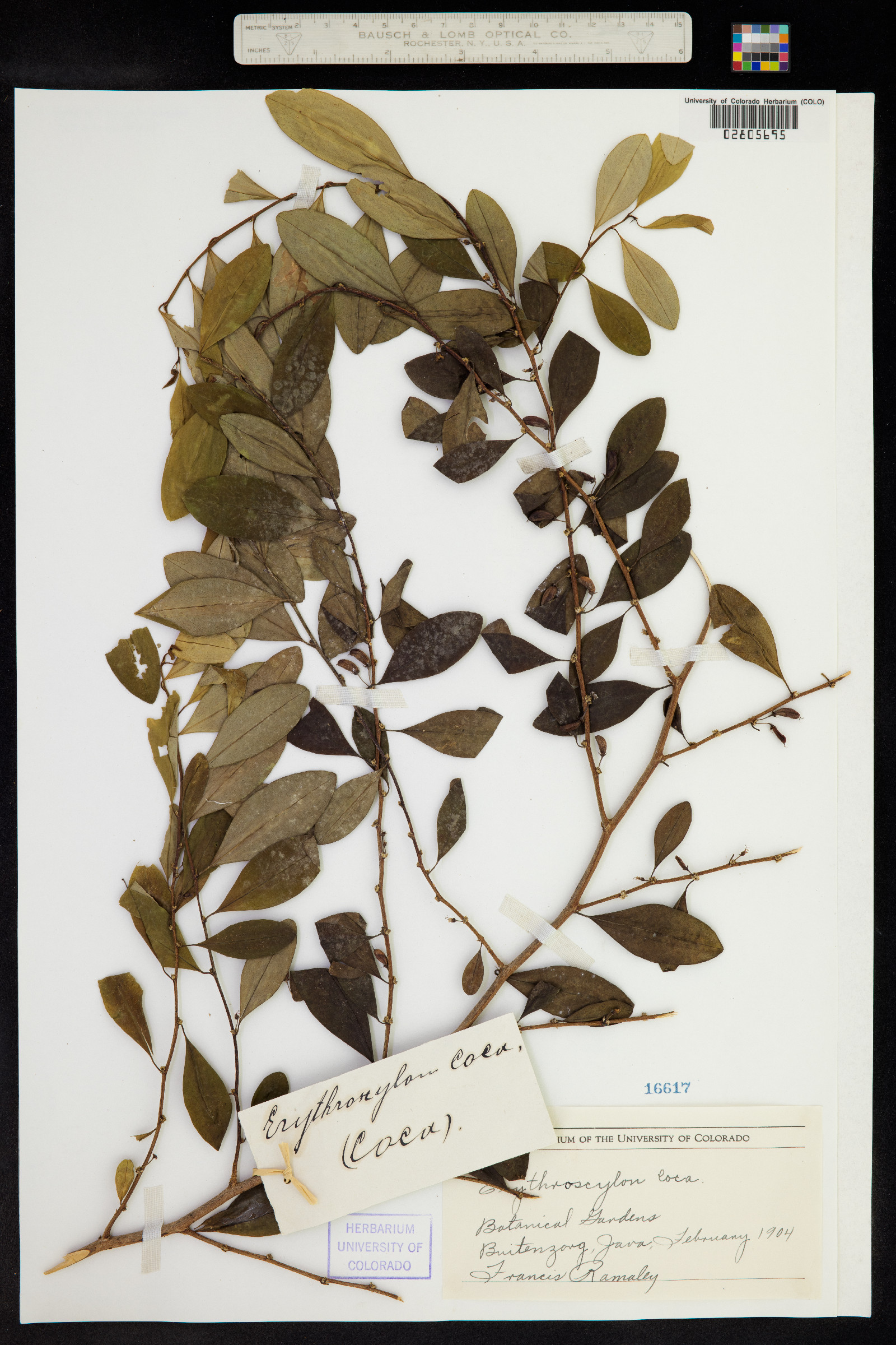 Erythroxylum coca image