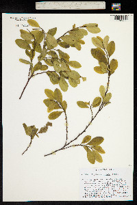 Erythroxylum coca image