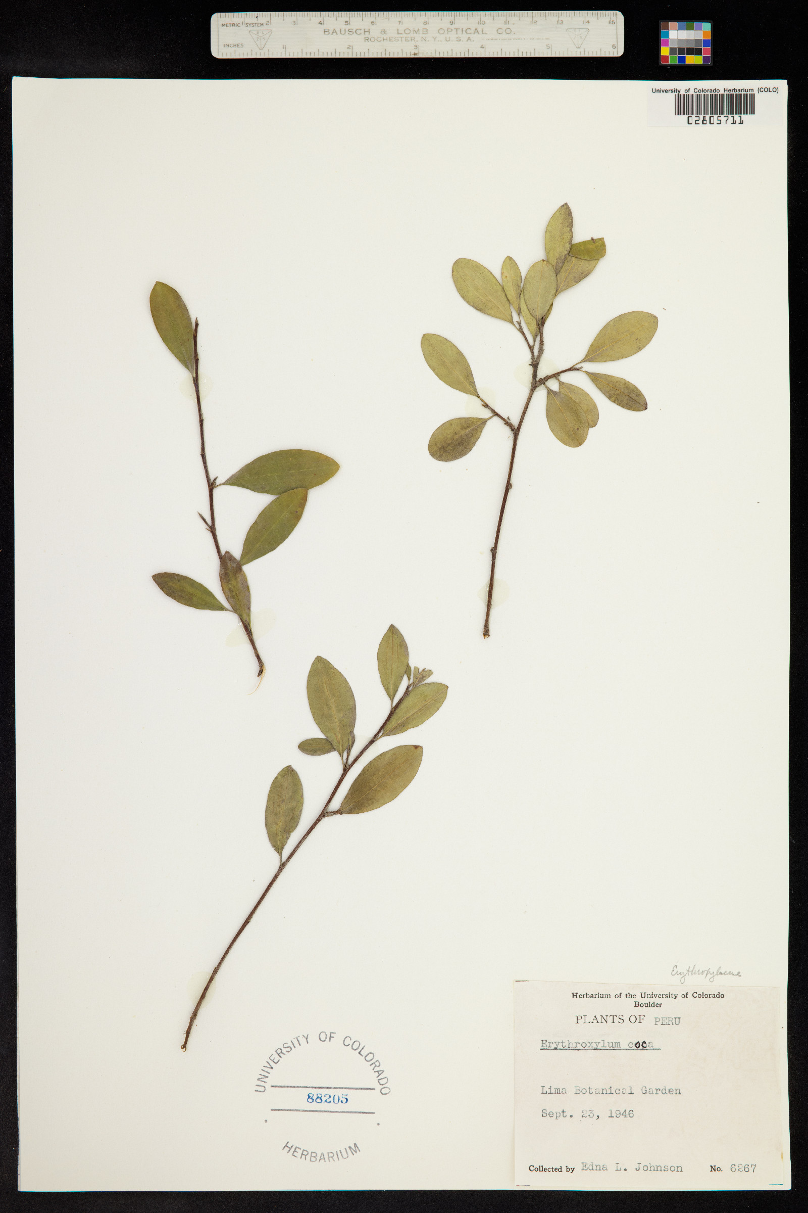 Erythroxylum coca image