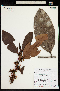 Erythroxylum macrophyllum image