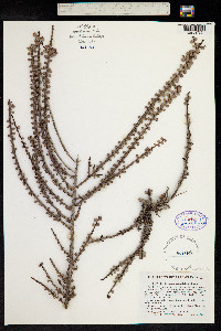 Erythroxylum minutifolium image