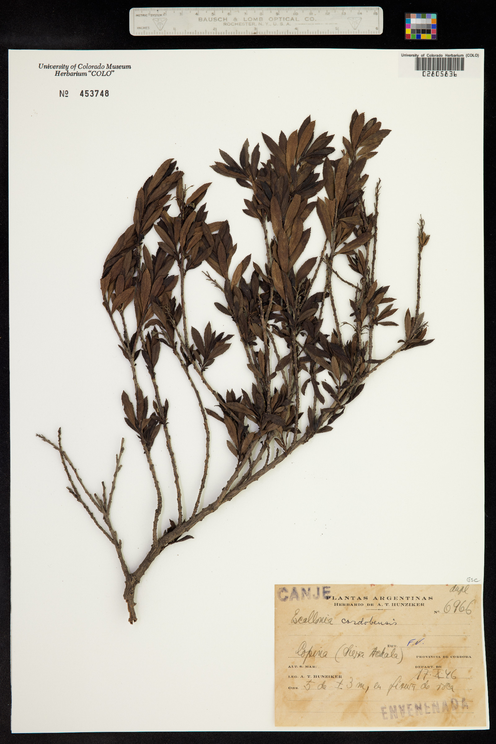 Escallonia cordobensis image