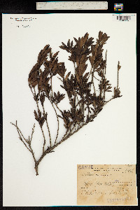 Escallonia cordobensis image