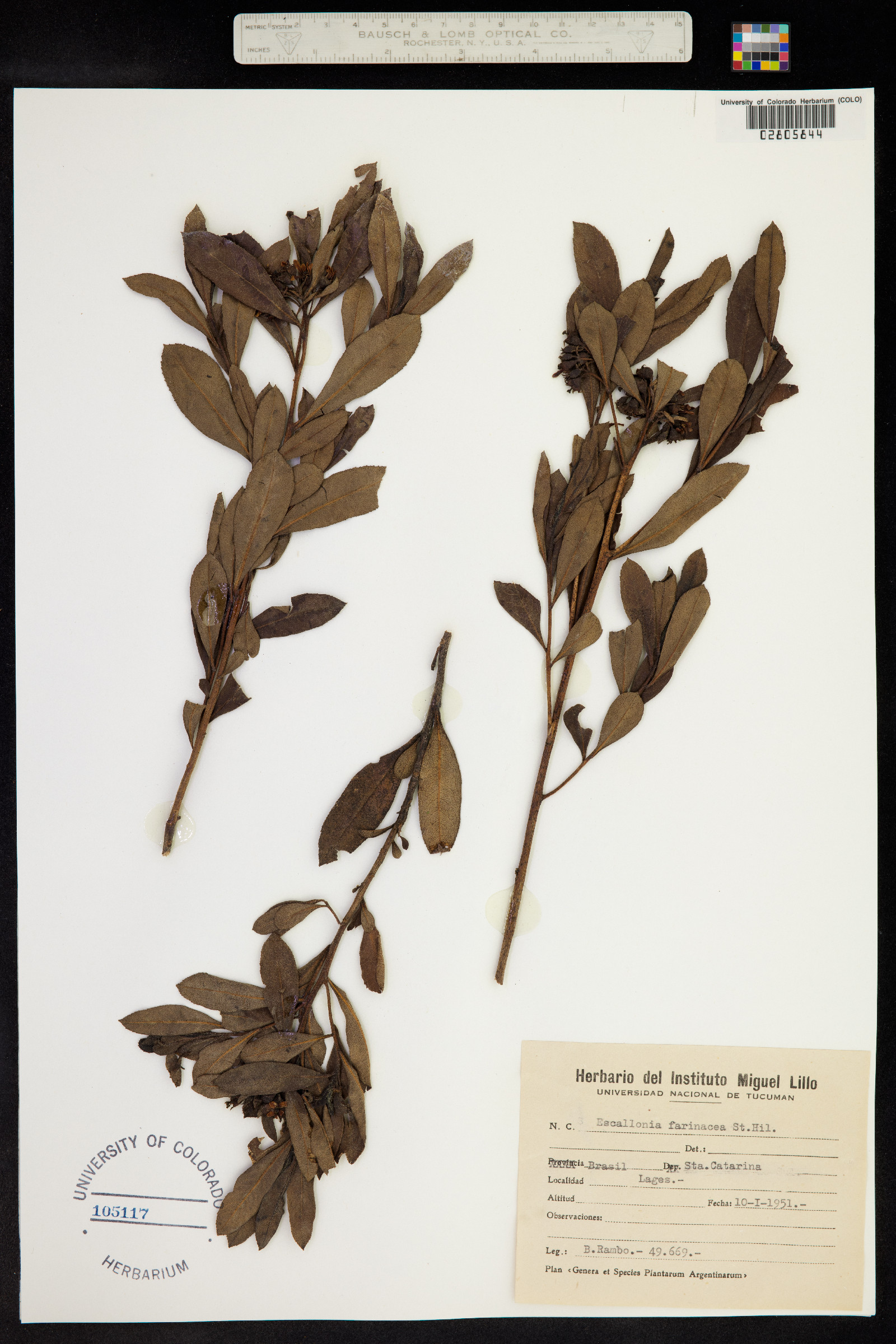 Escallonia farinacea image