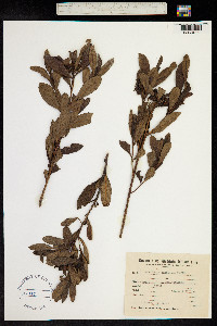 Escallonia farinacea image