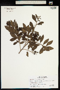 Escallonia tucumanensis image