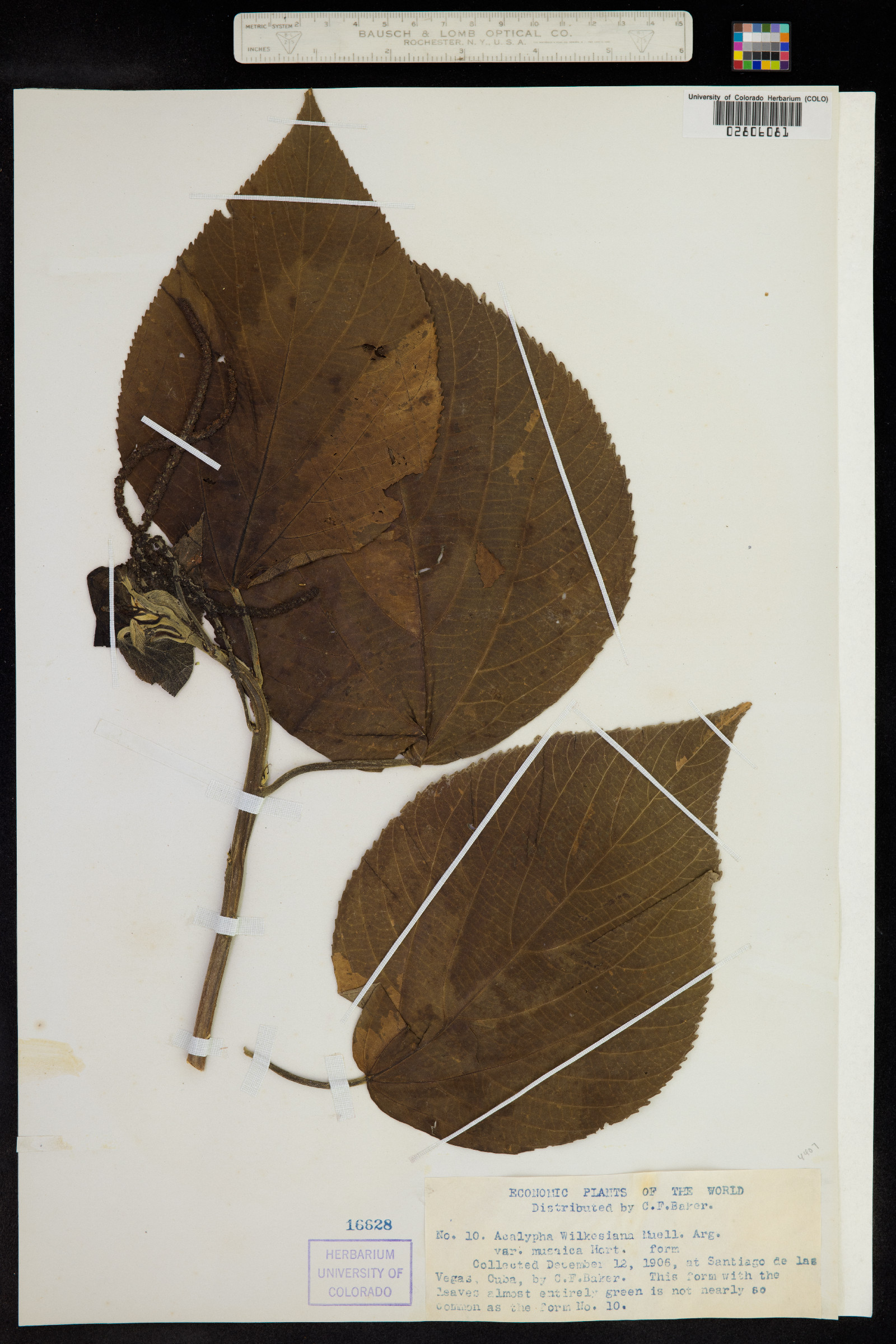 Acalypha wilkesiana image