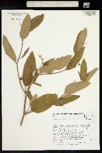 Image of Caperonia castaneifolia