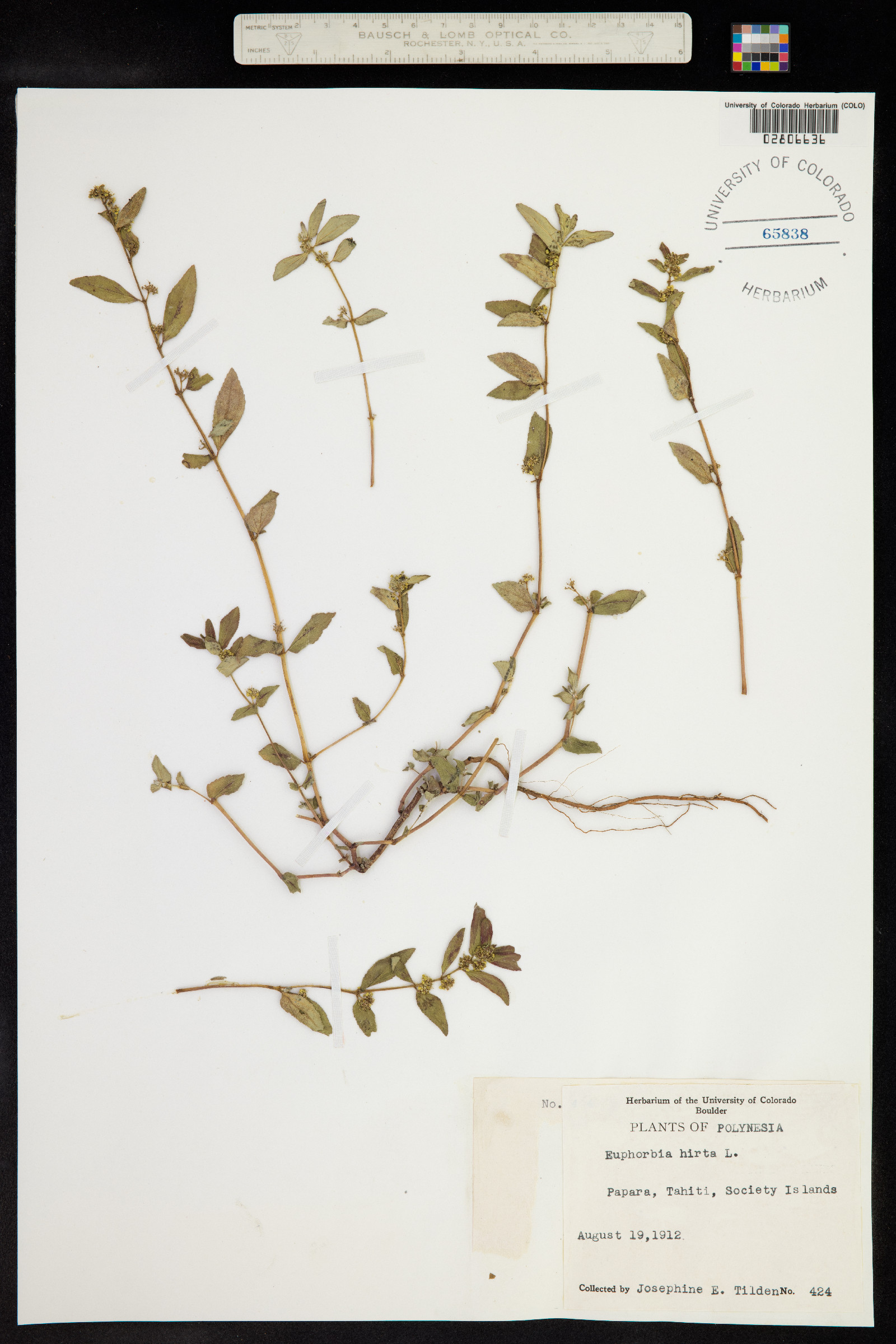 Euphorbia hirta image