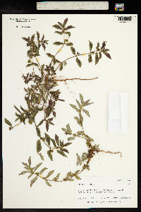 Euphorbia hirta image
