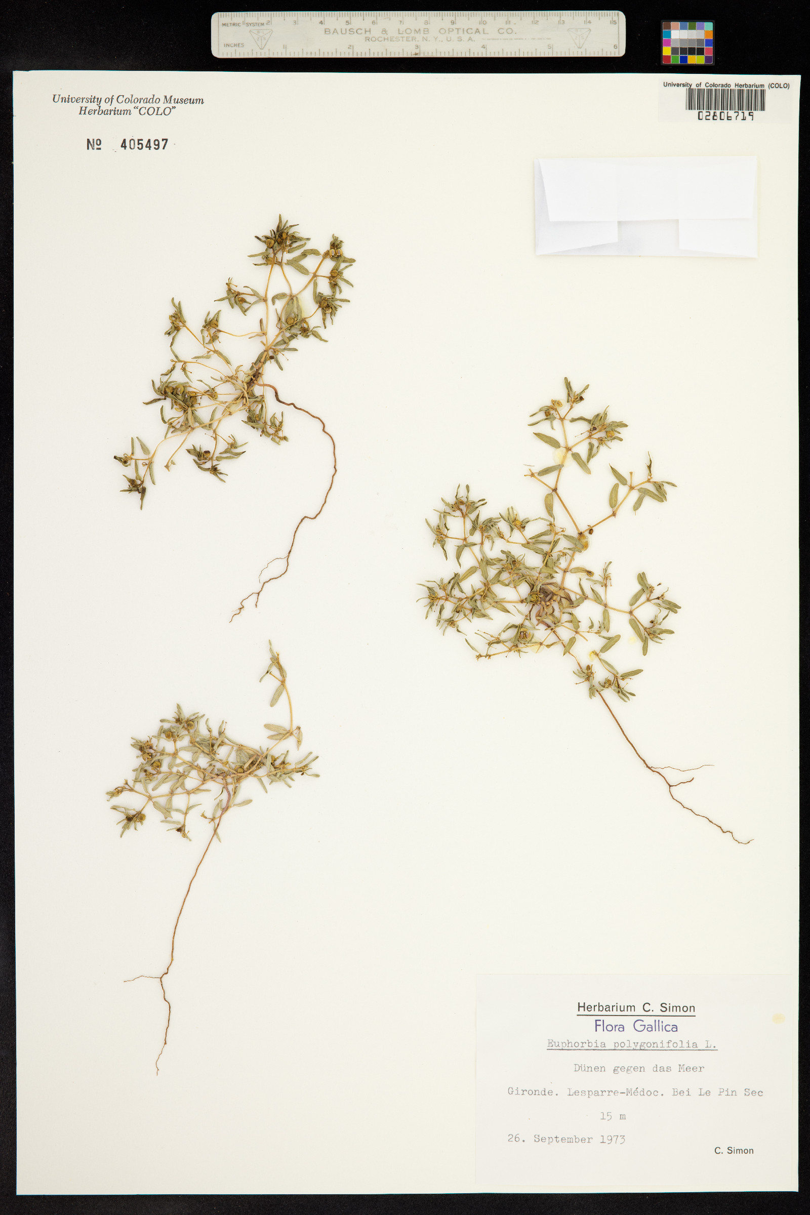 Euphorbia polygonifolia image