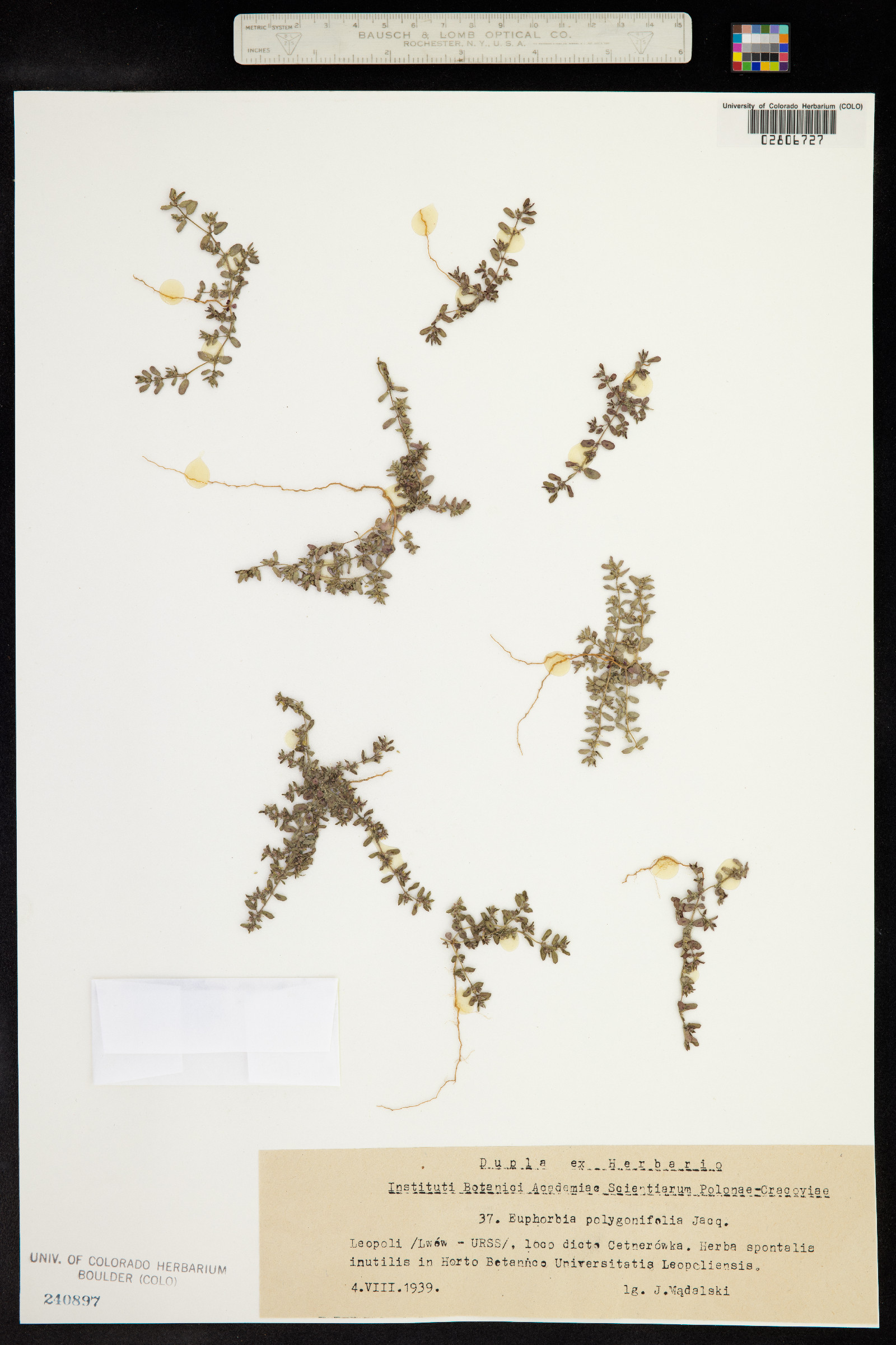 Euphorbia polygonifolia image