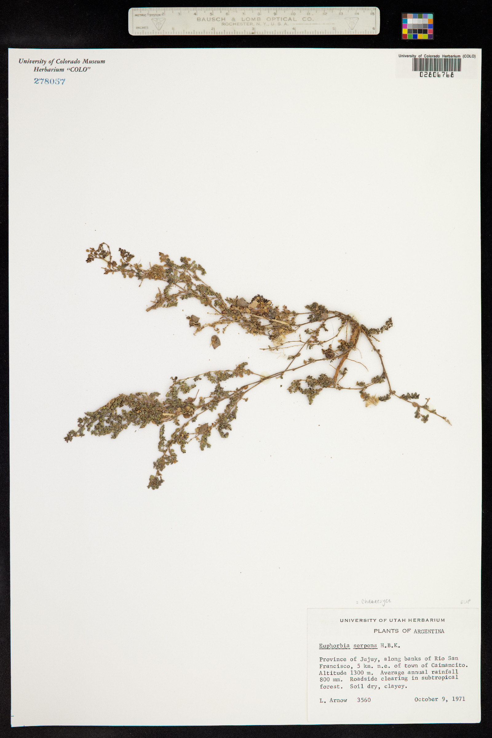Euphorbia serpens image