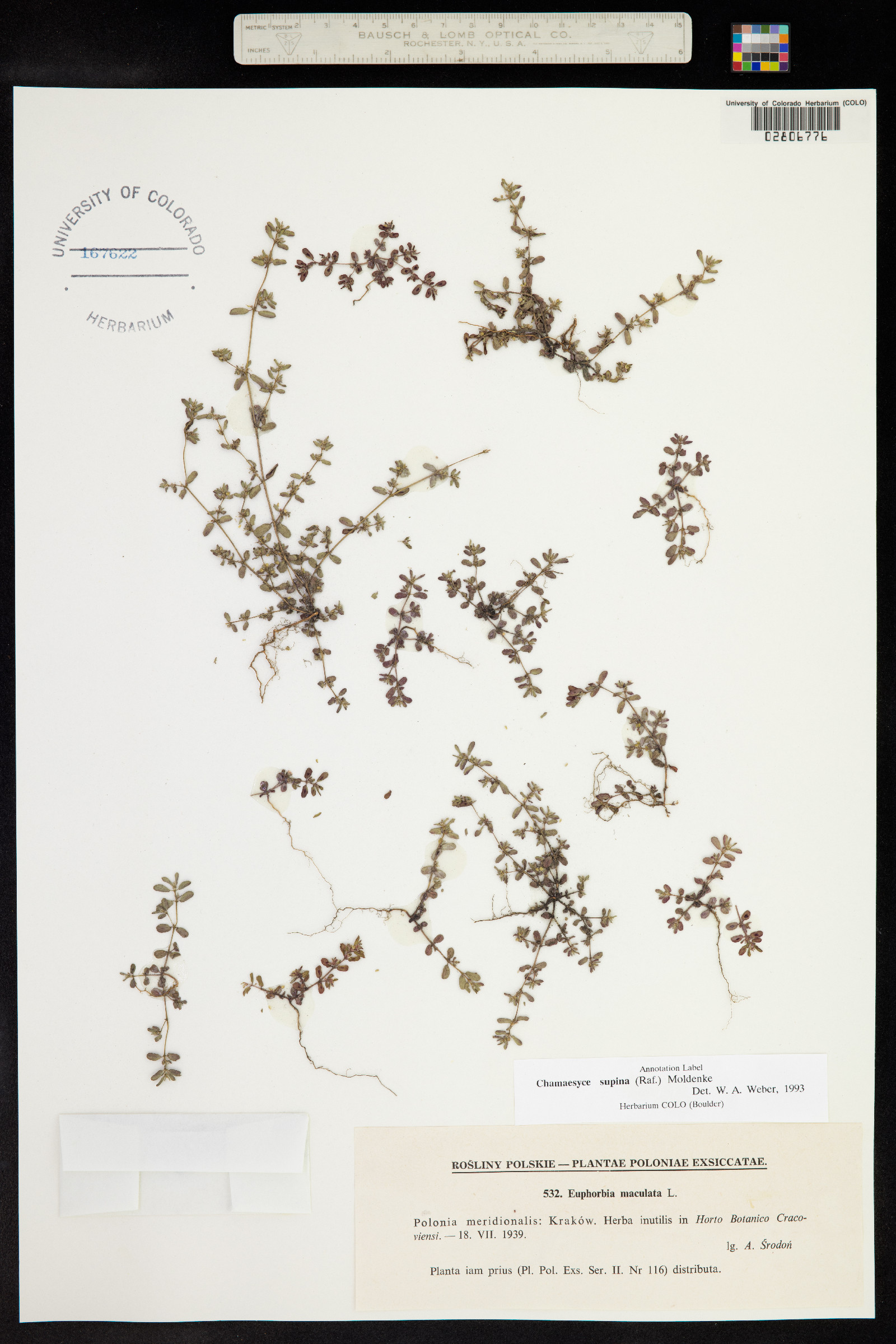 Euphorbia maculata image