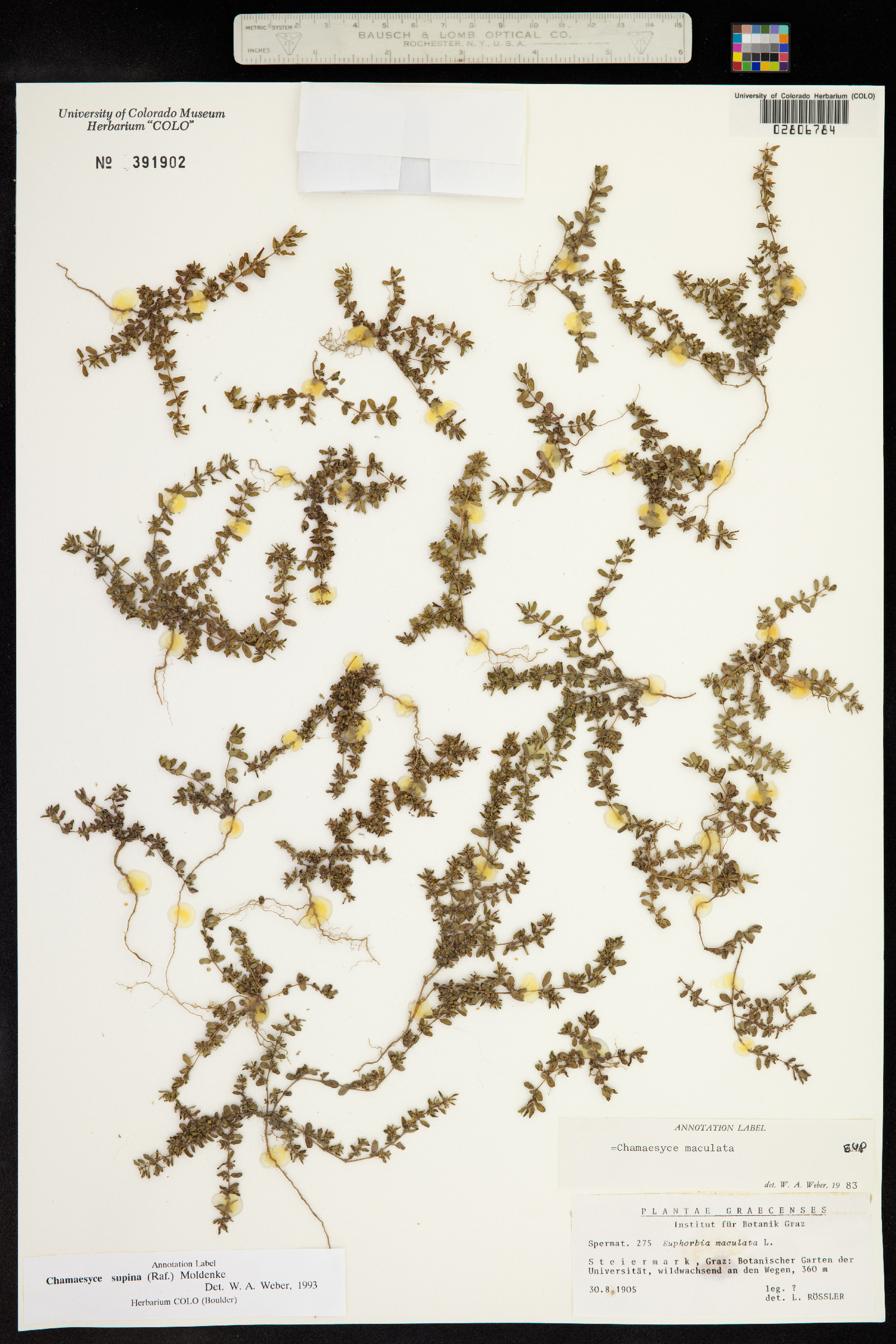 Euphorbia maculata image