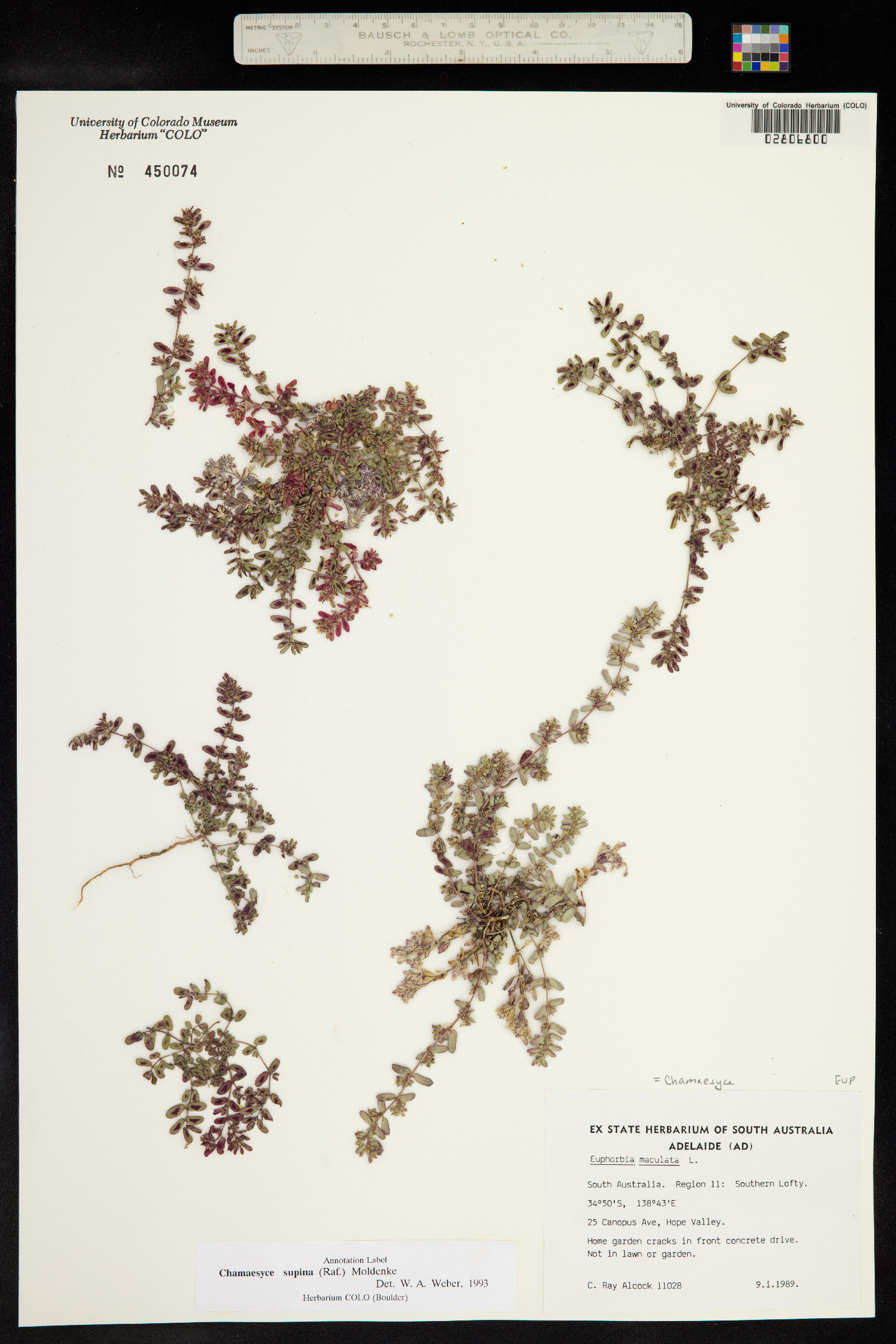 Euphorbia maculata image