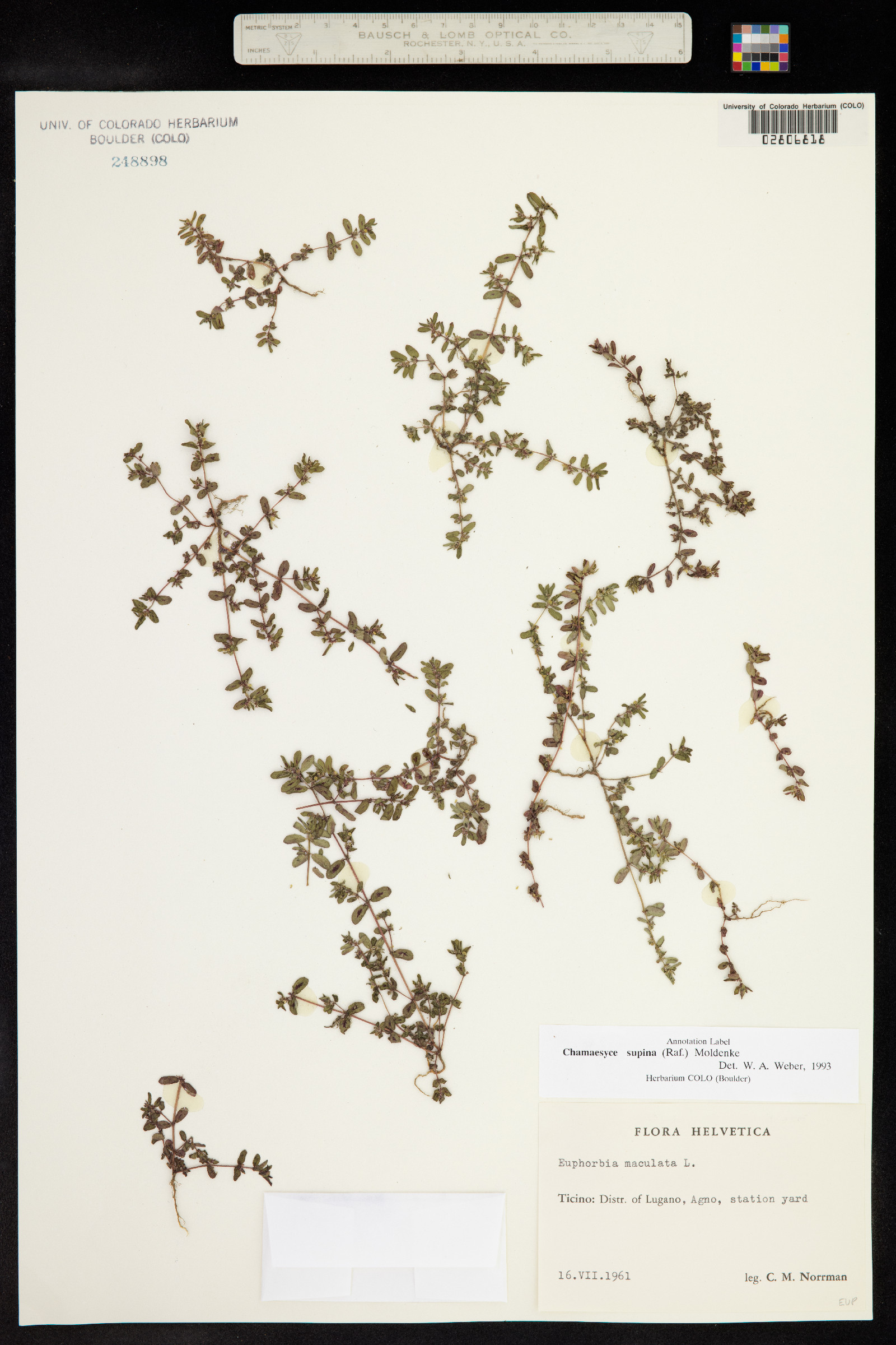 Euphorbia maculata image