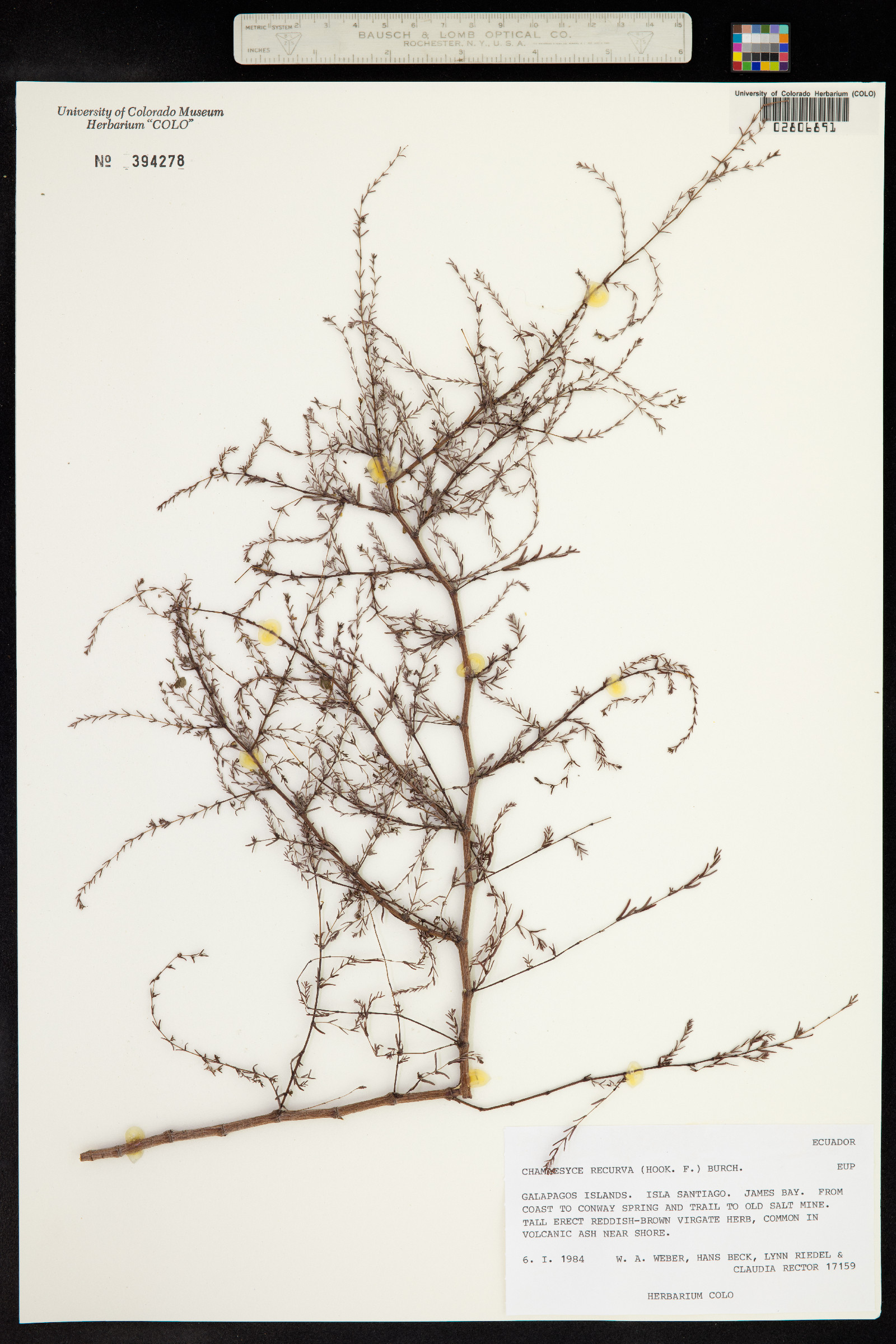Chamaesyce recurva image