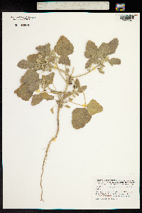 Image of Croton tinctoria
