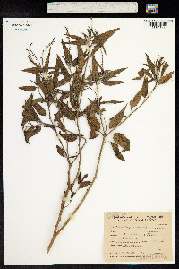 Croton bonplandianus image