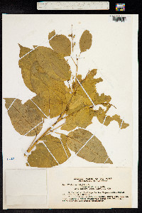 Image of Croton tiglium