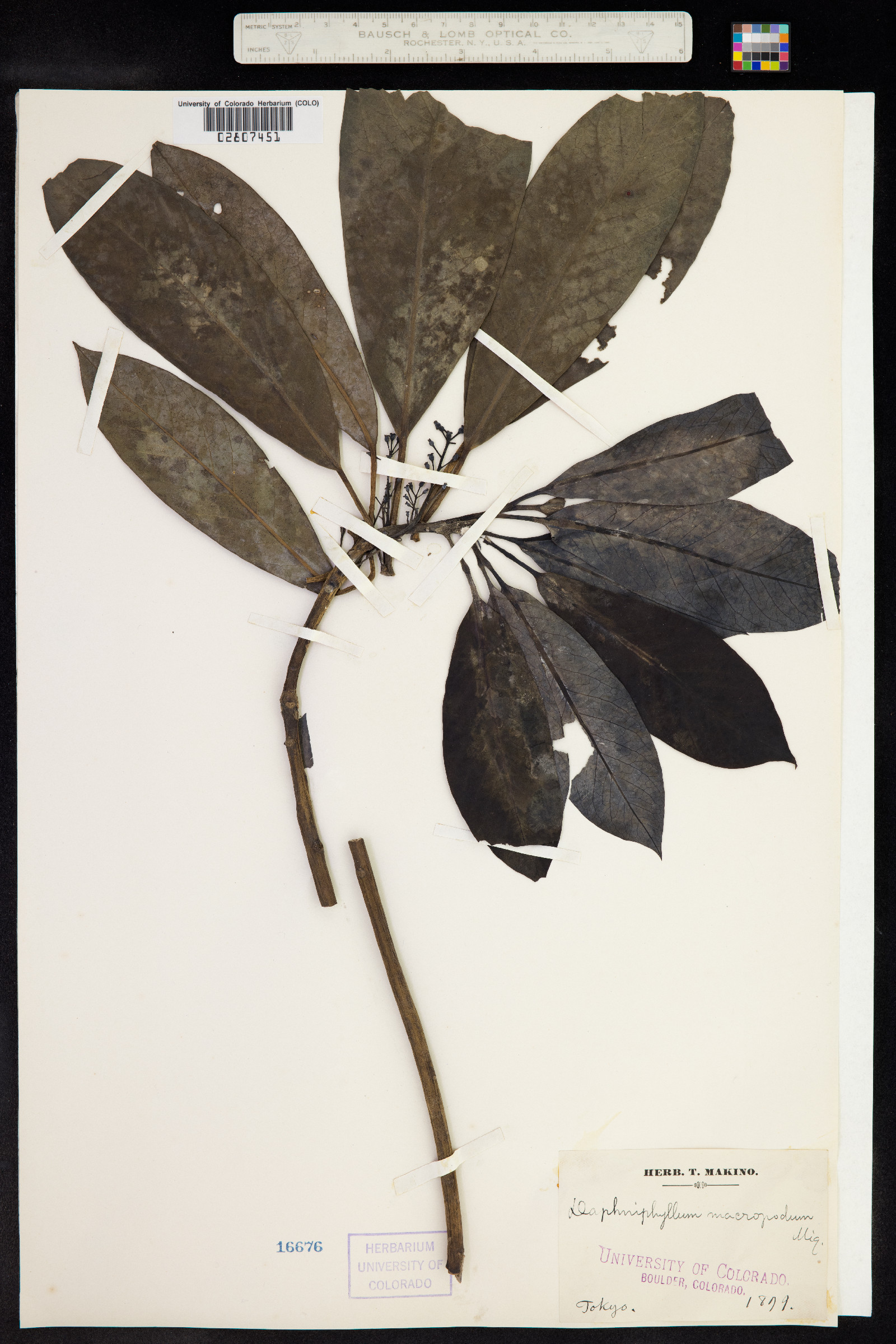 Daphniphyllaceae image
