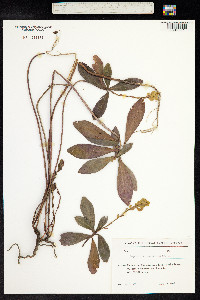 Euphorbia amygdaloides image