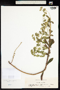 Euphorbia amygdaloides image