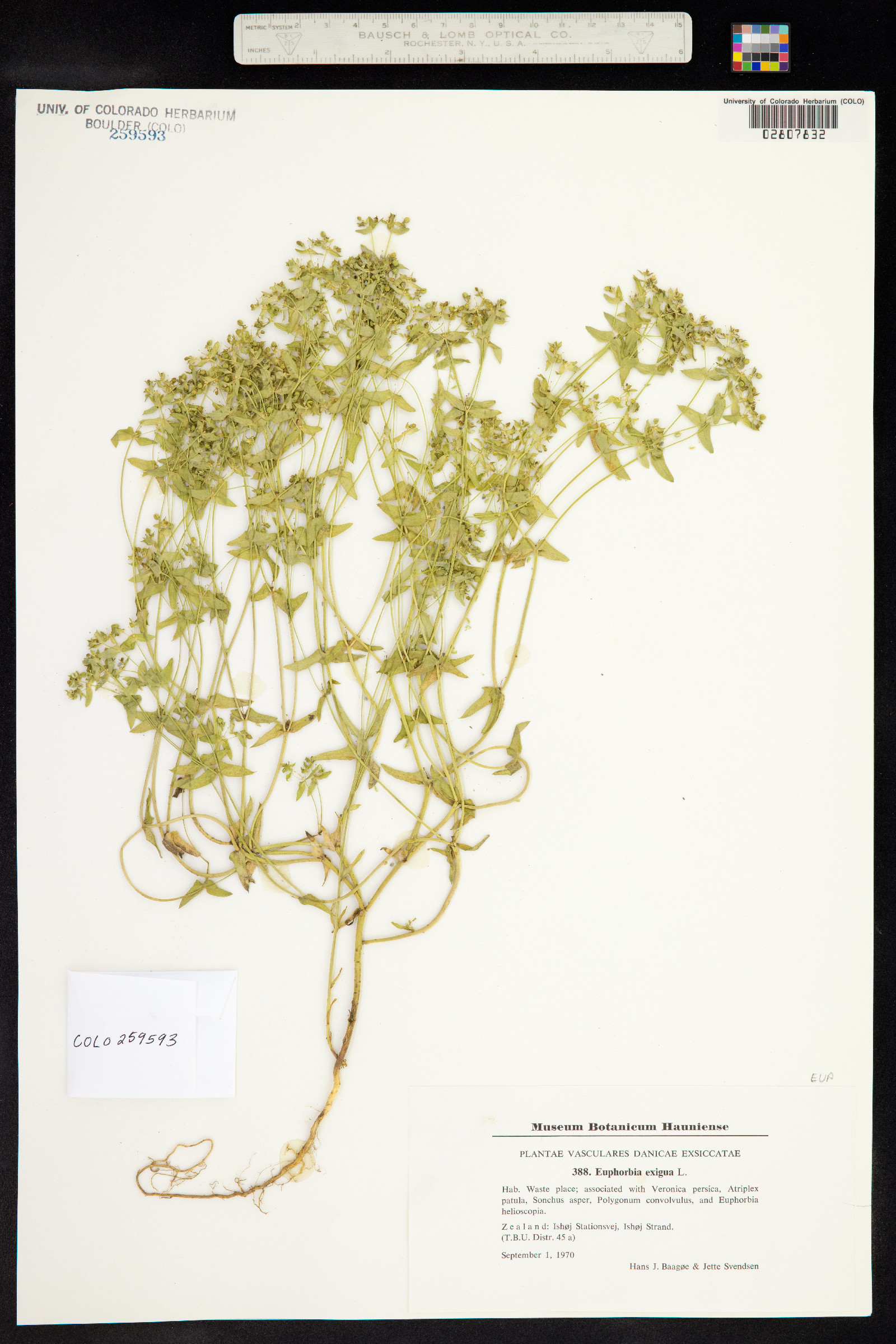 Euphorbia exigua image