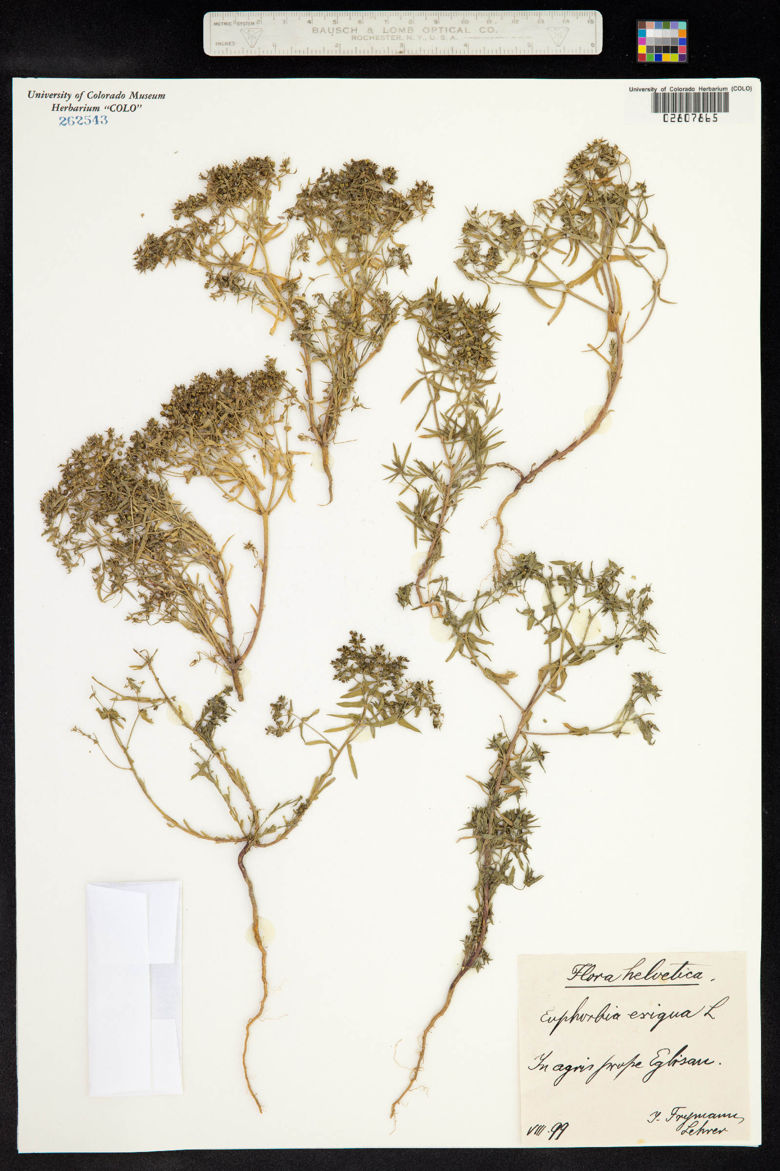 Euphorbia exigua image