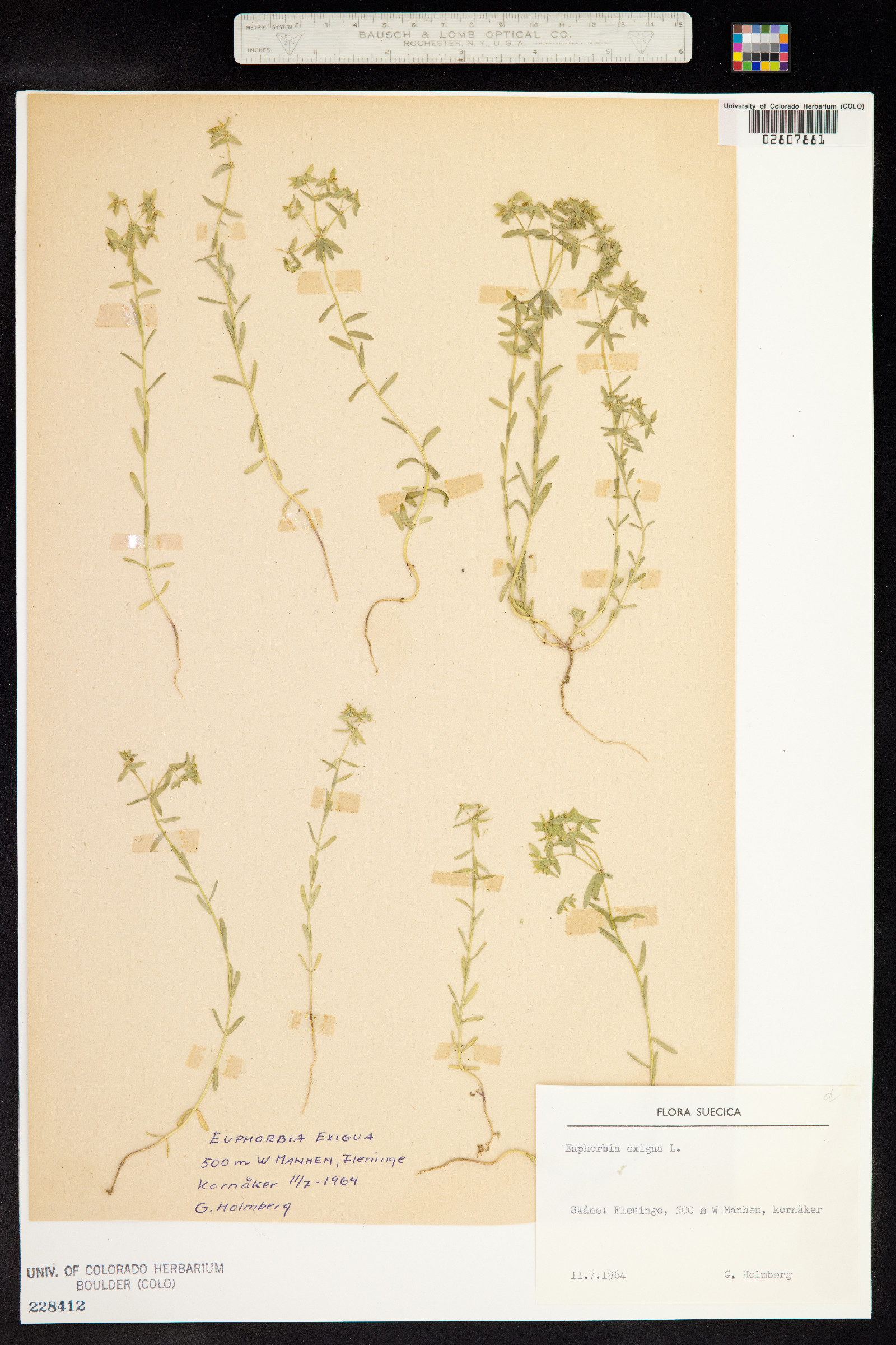 Euphorbia exigua image