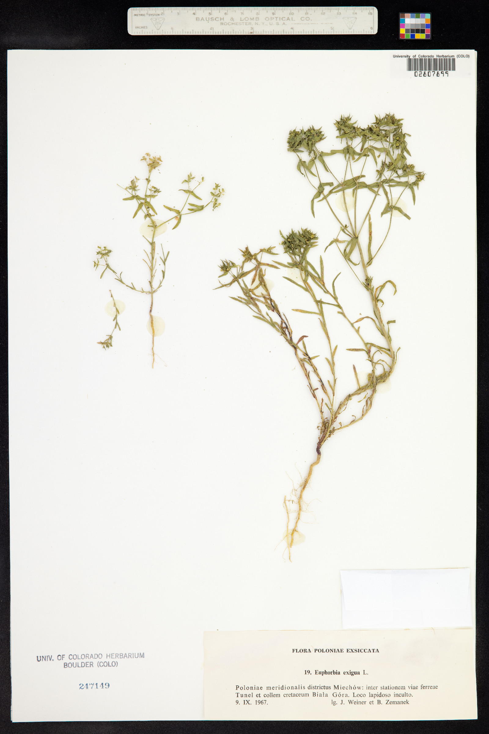 Euphorbia exigua image