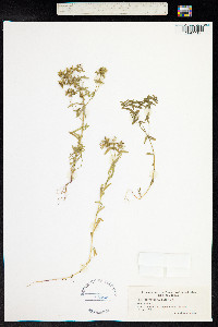 Image of Euphorbia exigua