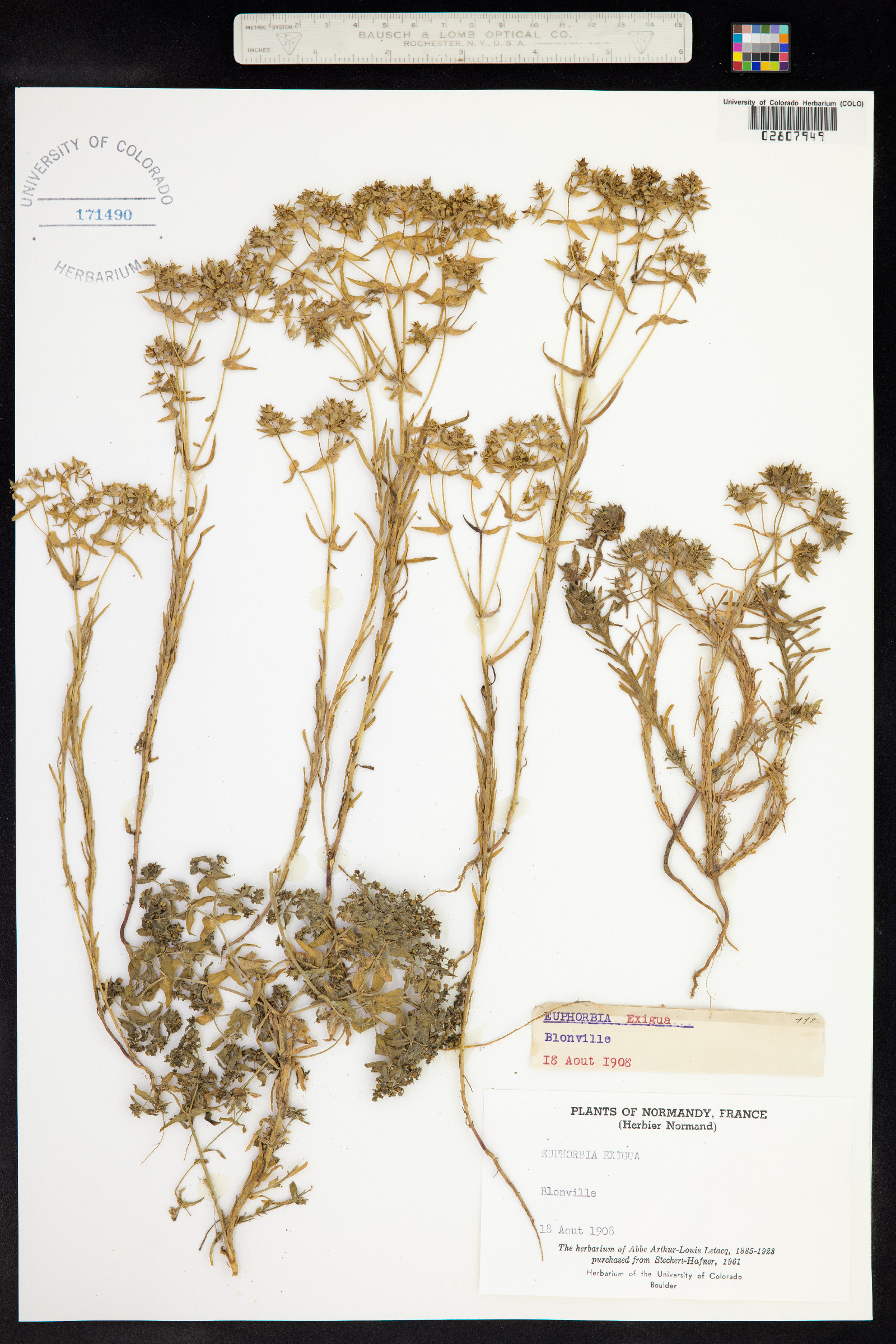 Euphorbia exigua image