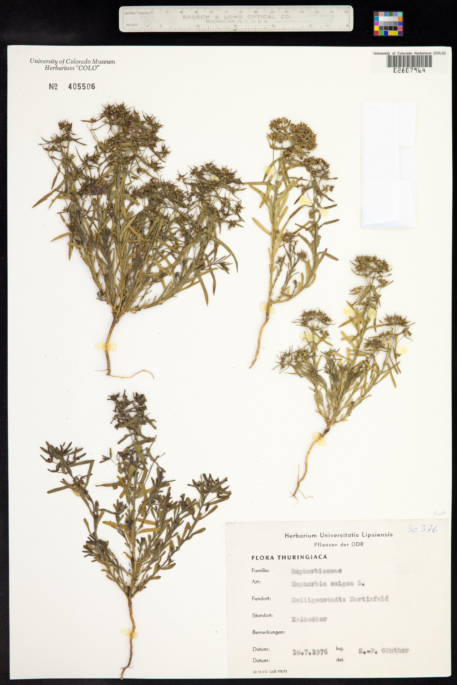 Euphorbia exigua image