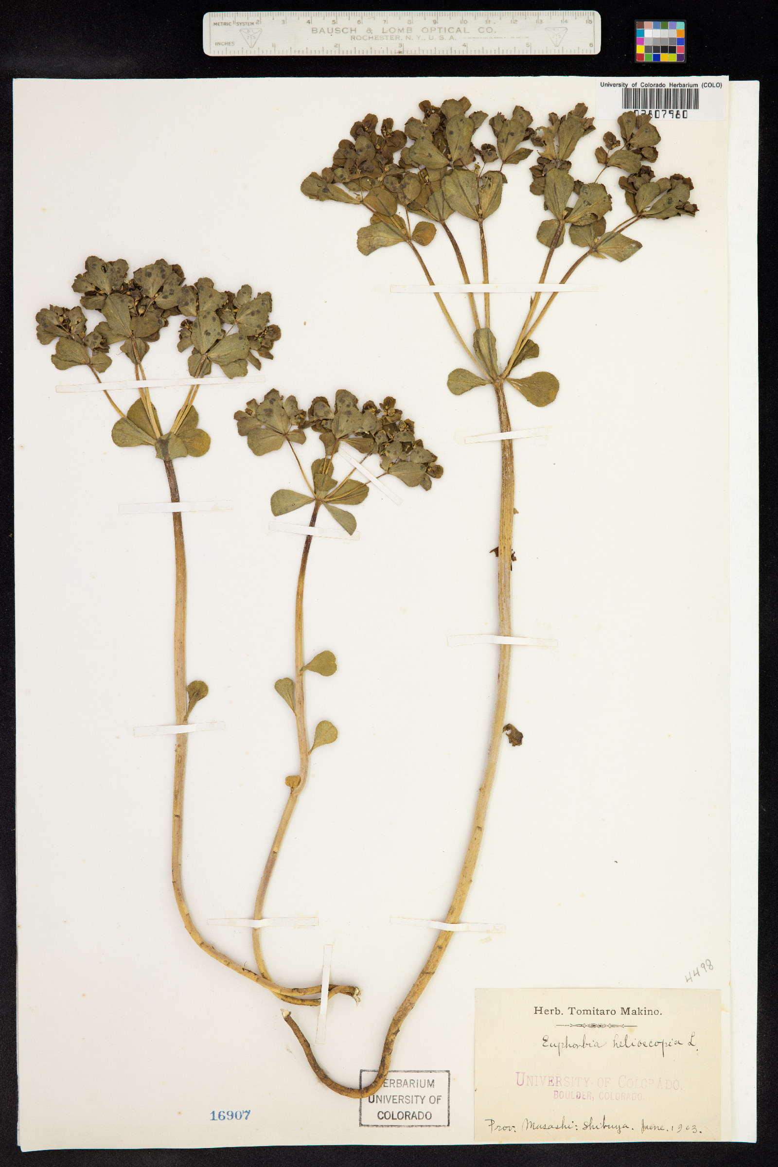 Euphorbia helioscopia image