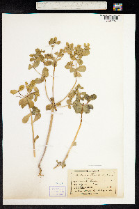 Euphorbia helioscopia image