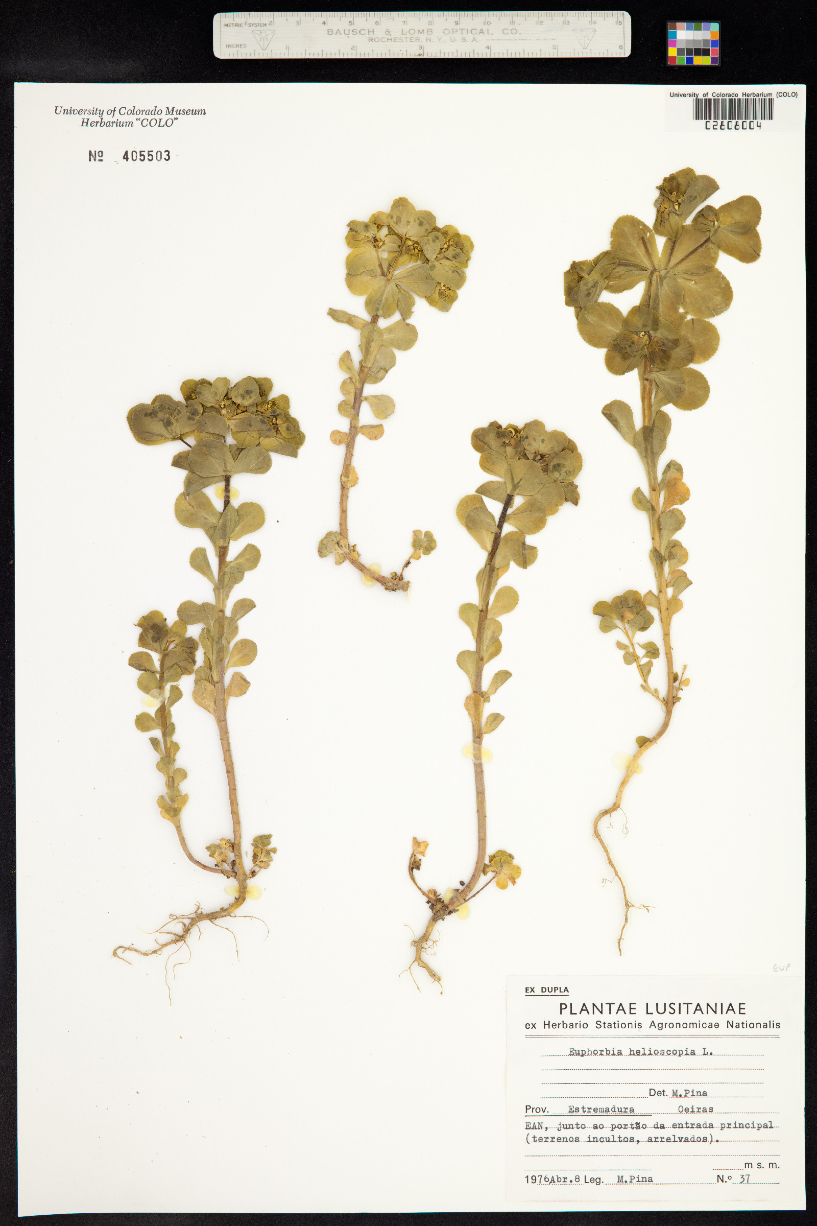 Euphorbia helioscopia image