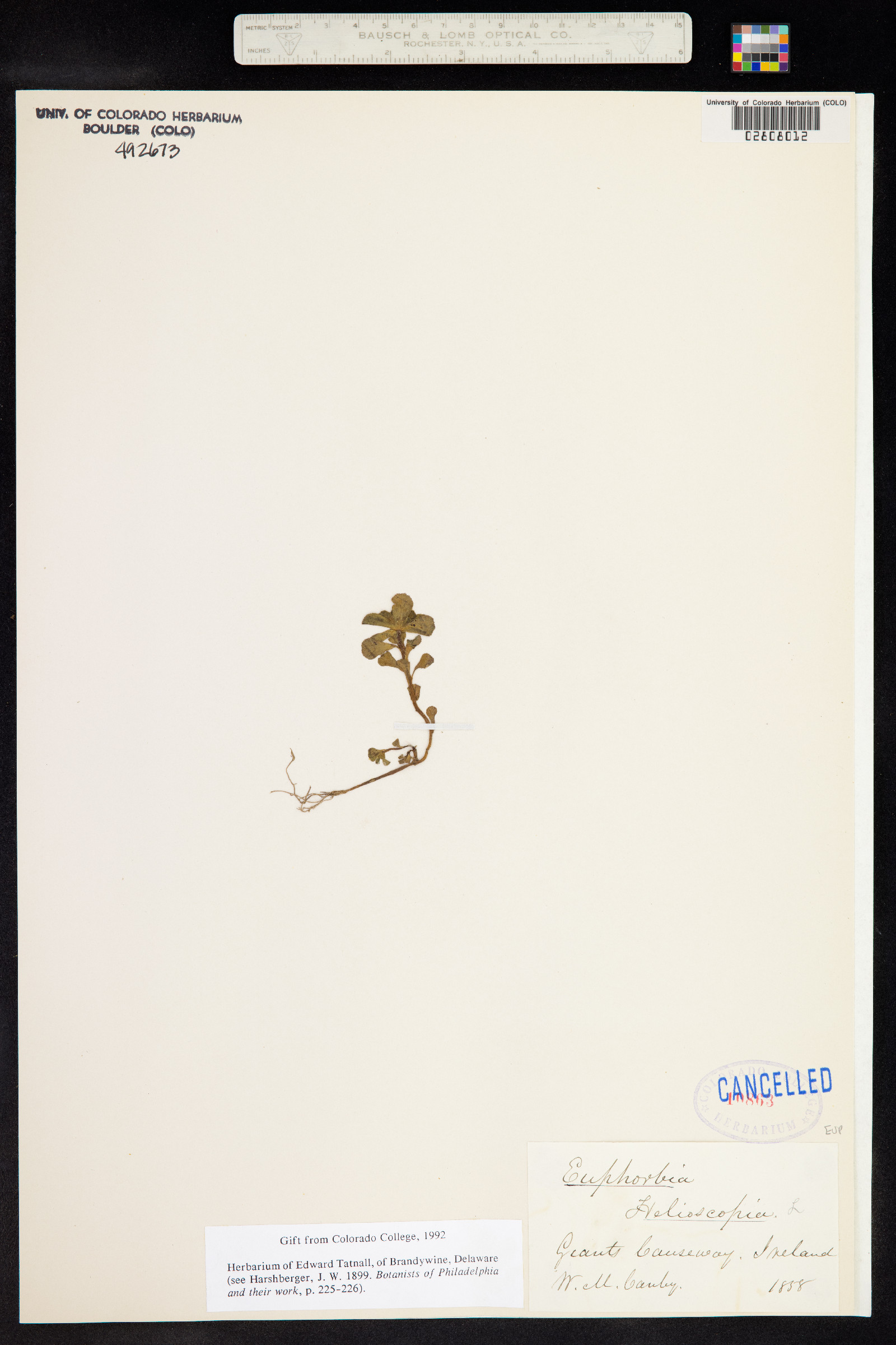 Euphorbia helioscopia image