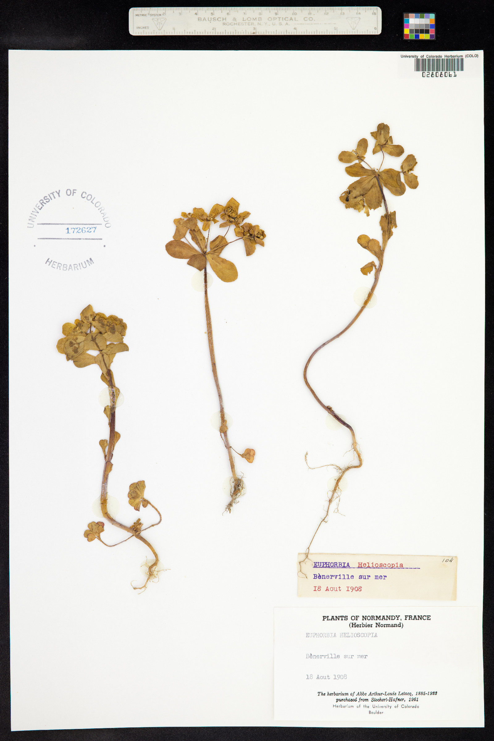 Euphorbia helioscopia image